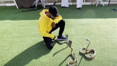 بالفيديو ...مربي ثعابين يكشف عن أخطر الثعابين السامة في السعودية